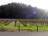 Wine Country is dormant, but pretty...