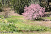 Pink tree, Mines road