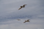 Birds over Pescadero Beach