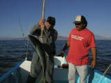 Helmut with Yellowtail