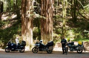 Redwood Rest Stop