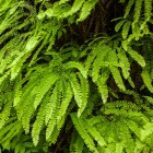 Another kind of fern