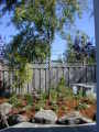 guyed elm tree