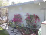 another Bougainvillea