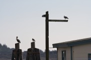 Birds of Bodega Bay