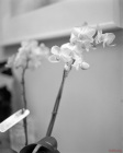 Orchid - 1/15s f/3.5