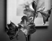 Blooming Amaryllis