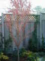 red branches of nearly leafless maple