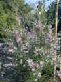 pink leptospermum
