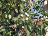 flower on a pear tree