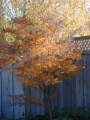 lace leafe maple in front yard