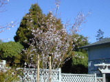plum tree in bloom