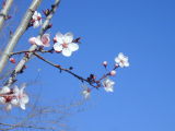 plum tree blossoms