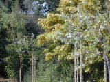 Flowering pear trees