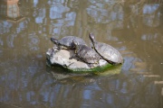 More turtles