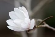 Opening magnolia