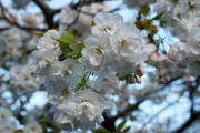 Cherry blossom cluster