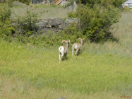 Wild life on the way to Billings